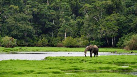 Gabon to launch the largest green bond issue in Africa