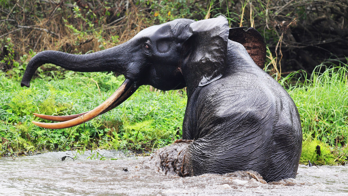 Gabon puts its natural wonders front and center