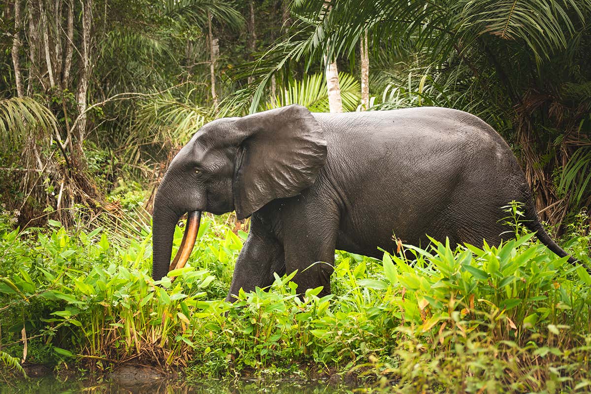 AI-powered camera traps could protect Gabon wildlife from poachers