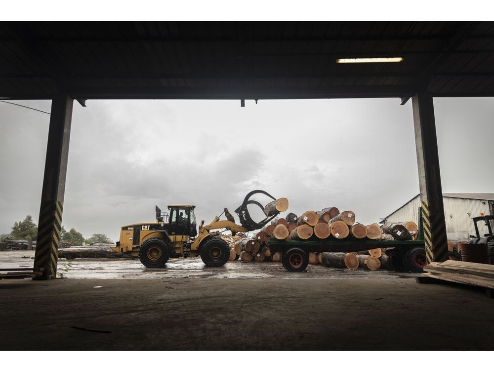 Gabon's Junta Gets Direct Access to $620 Million Timber Industry