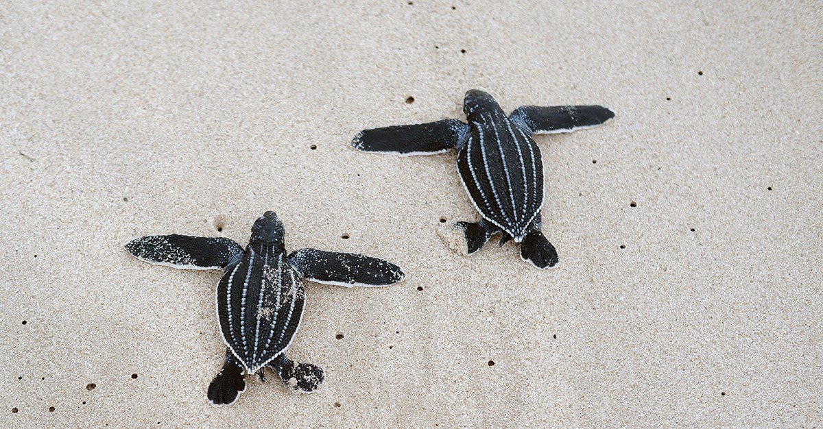 First &lsquo;Debt-For-Nature&rsquo; Swap Complete In Gabon